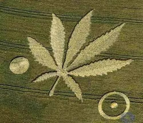 crop_circle111